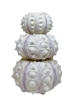 VanillaFly - Lysestage - Swaki and Sputnik Sea Urchin