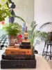 VanillaFly - Lysestage - San Anton Bust