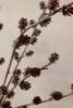 Chic Antique - Fleur Gren m. kogler og glimmer