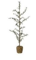 Ceder tree w/moss  95 cm