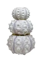 VanillaFly - Lysestage - Swaki and Sputnik Sea Urchin